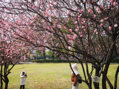 桂林这些地方的梅花，有“亿点点”好看！